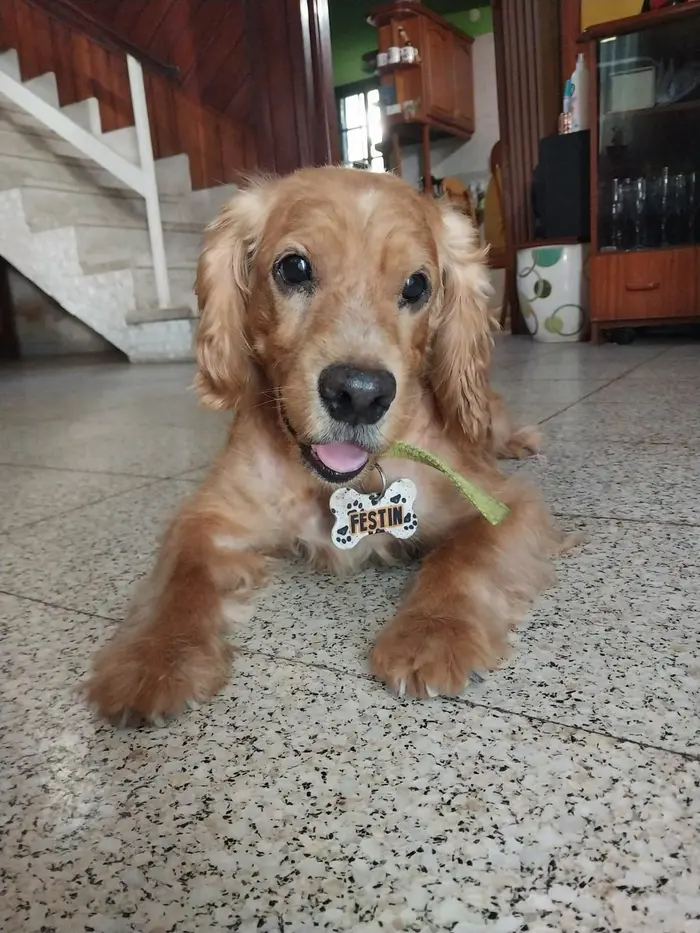 Foto del dueño de Festín 1