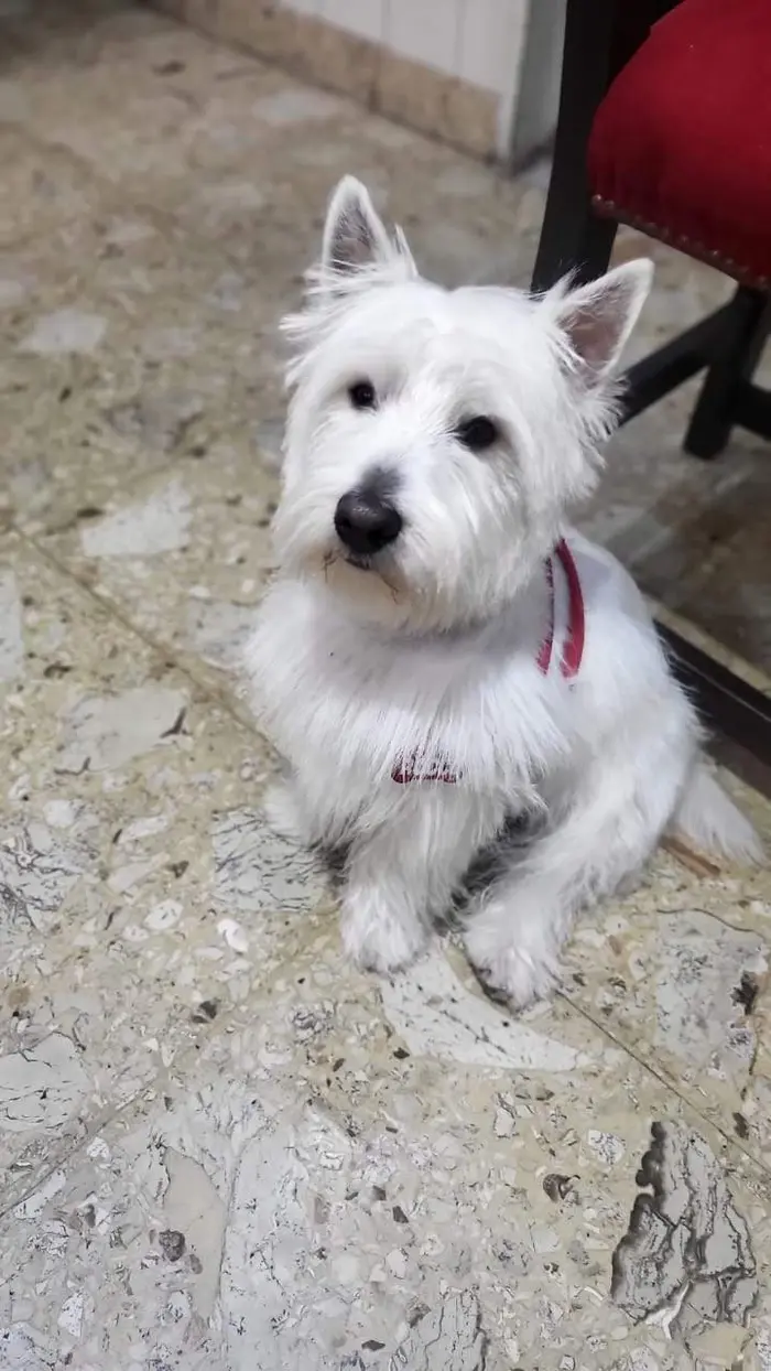 Foto del dueño de Rocco 1
