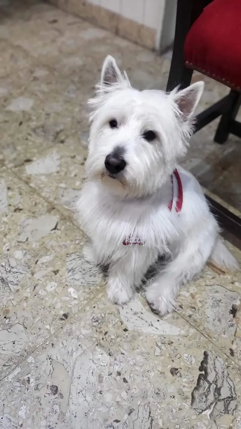Rocco