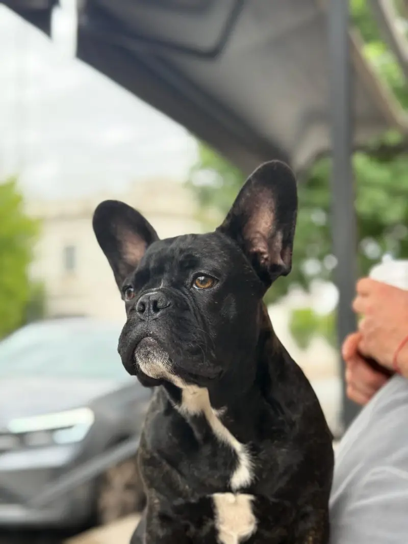 Koda
