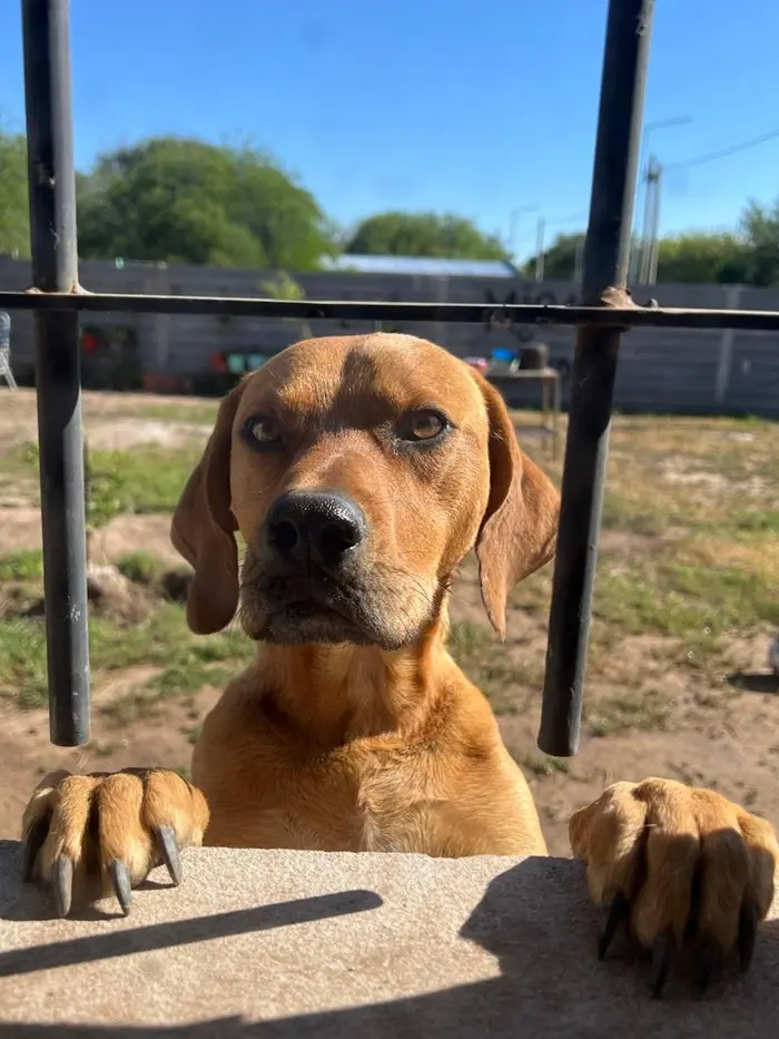Foto del dueño de Peter, Lolo, Pepa 1