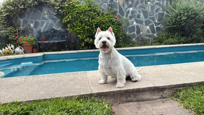 Foto del dueño de Goyo 1
