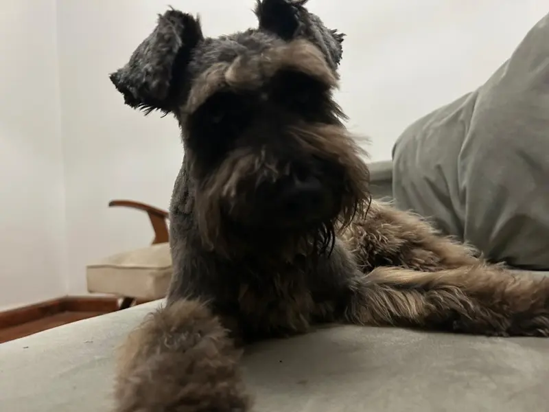 Otto