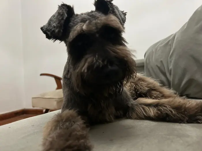 Foto del dueño de Otto 1