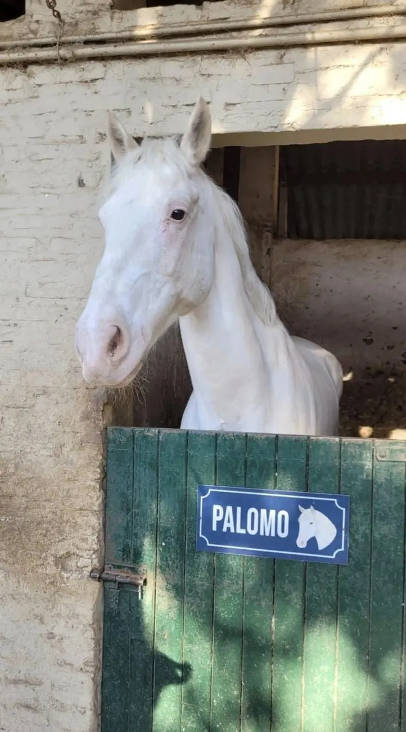 Palomo