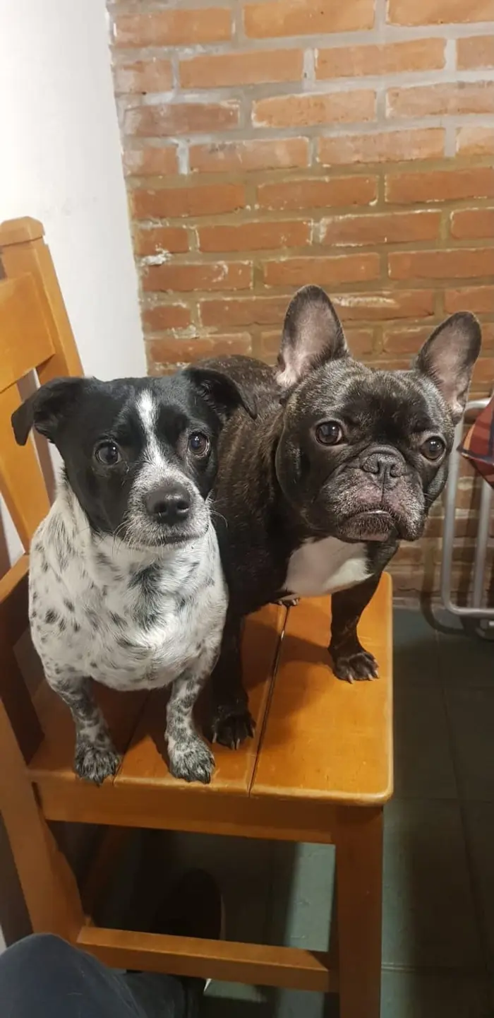Foto del dueño de Lolo, Margarita 1