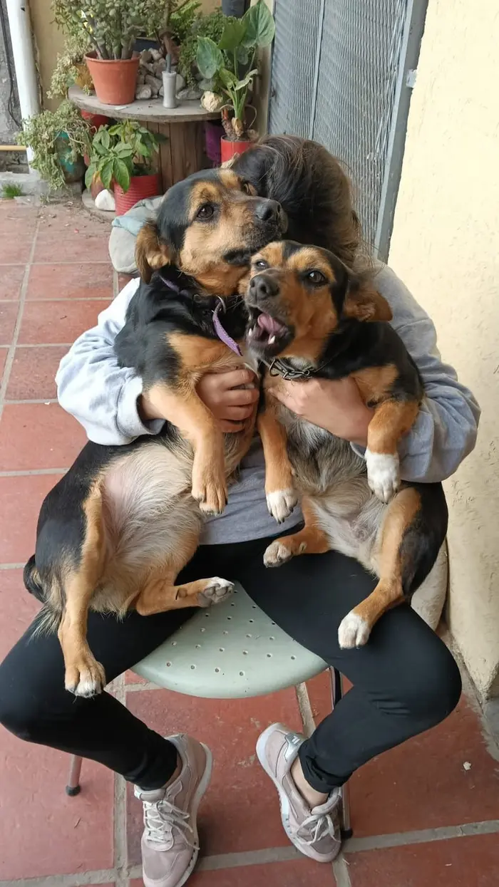 Foto del dueño de Banana, Mora 1
