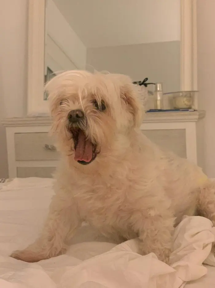 Foto del dueño de Lolo 1