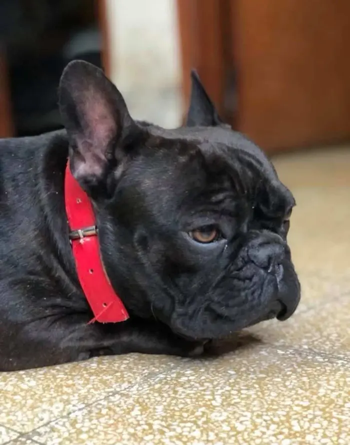 Foto del dueño de Coco 1