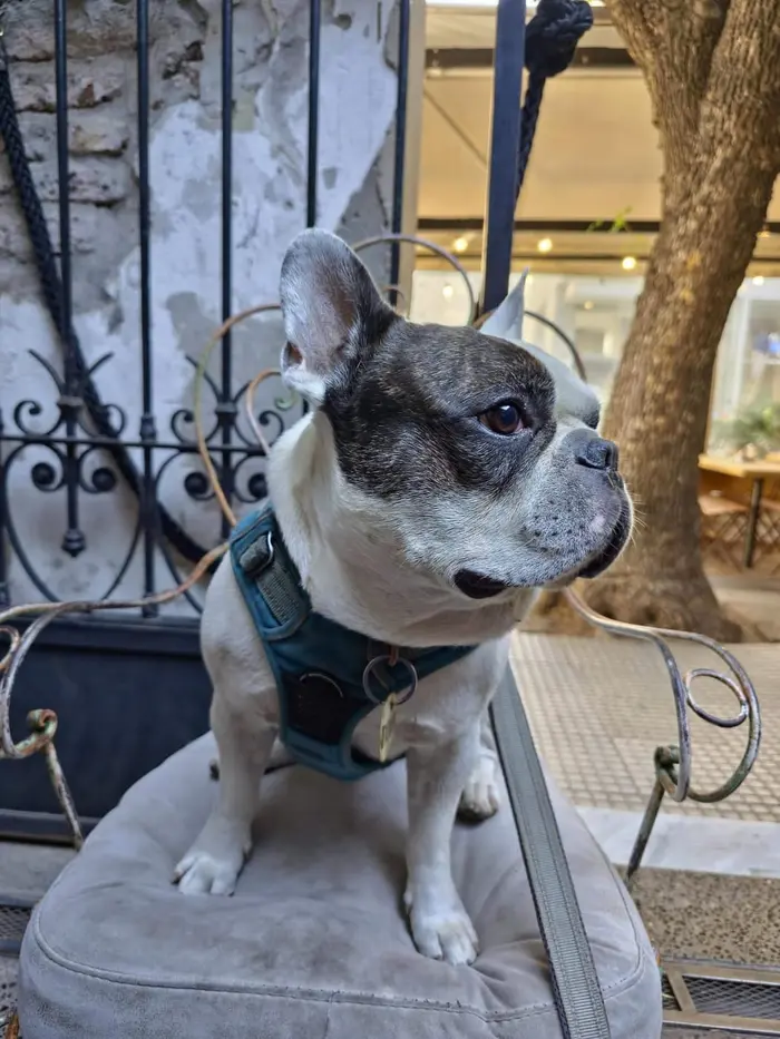 Foto del dueño de Dobby 2