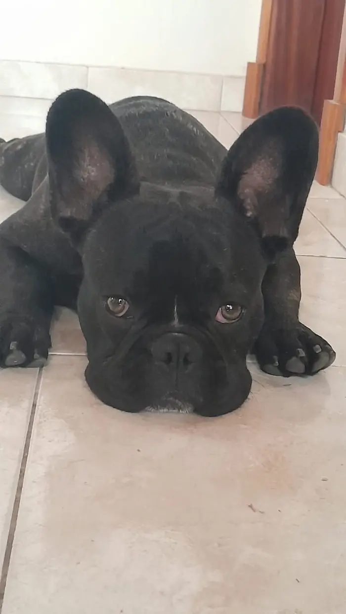 Foto del dueño de Koda 2