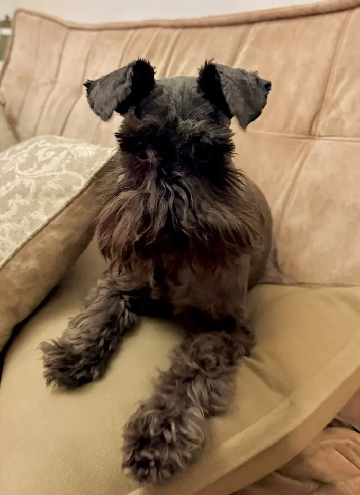 Foto del dueño de Otto 2