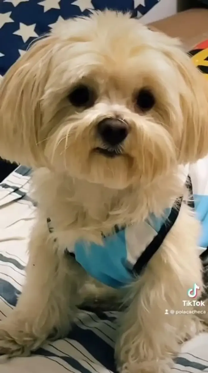 Foto del dueño de Lori 2