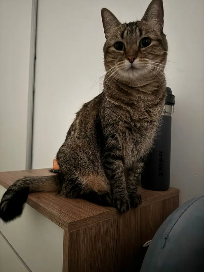 Foto del dueño de Bruna 2