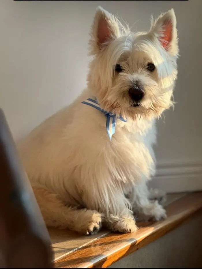 Foto del dueño de Rocco 2