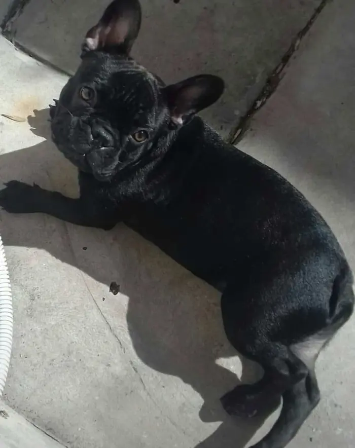 Foto del dueño de Coco 2