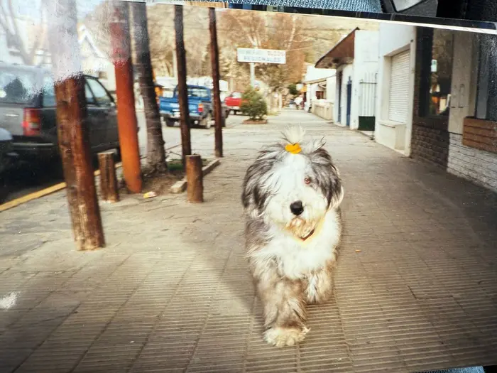 Foto del dueño de Matute, Rupert, Tilo 2