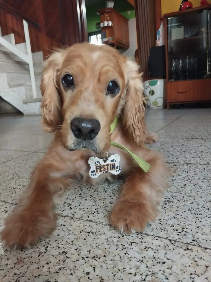 Foto del dueño de Festín 2