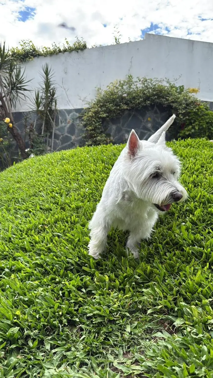 Foto del dueño de Goyo 3