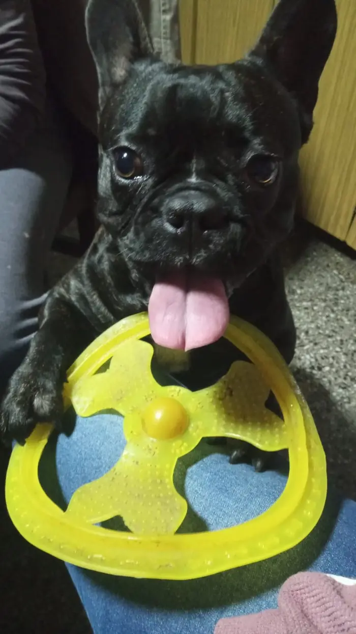 Foto del dueño de Koda 3