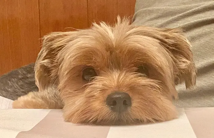 Foto del dueño de León 3
