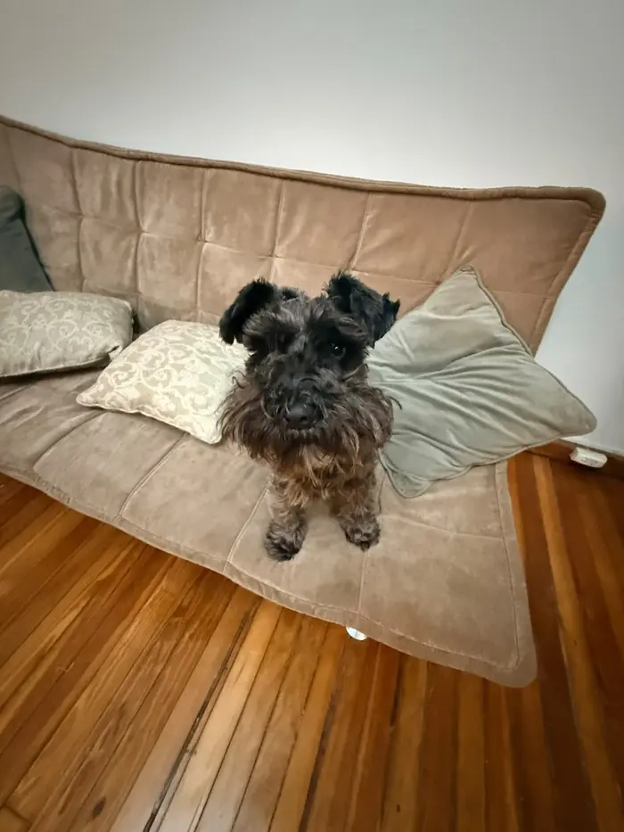 Foto del dueño de Otto 3