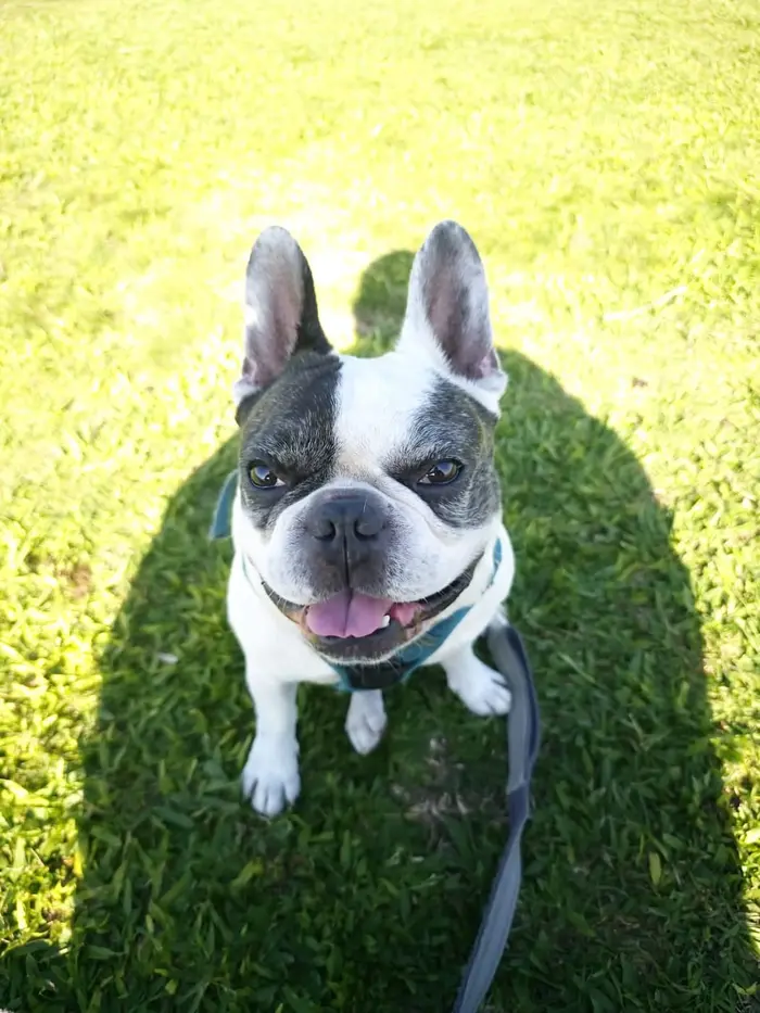 Foto del dueño de Dobby 3