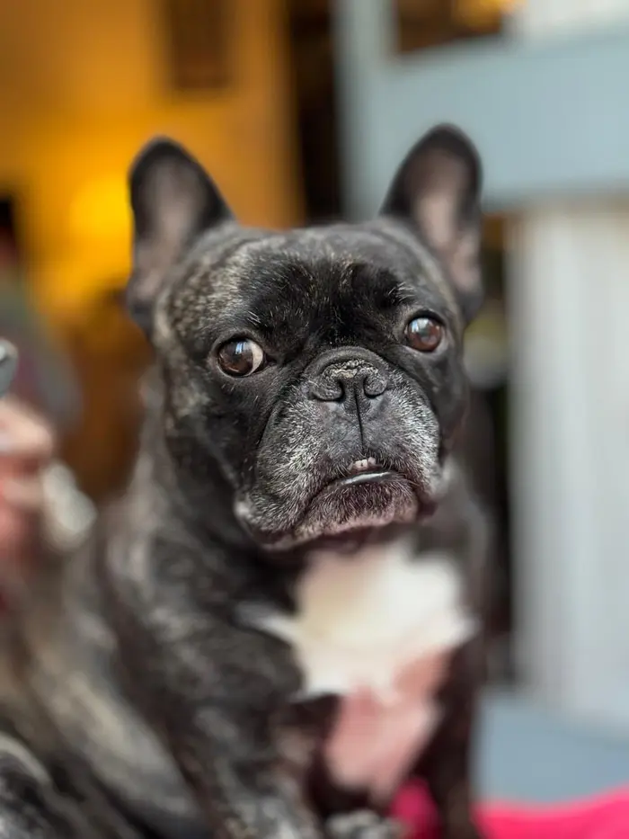 Foto del dueño de Lolo, Margarita 3
