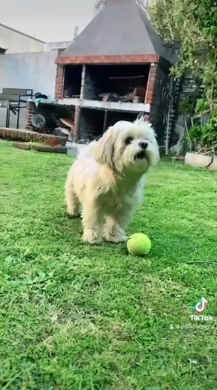 Foto del dueño de Lori 4