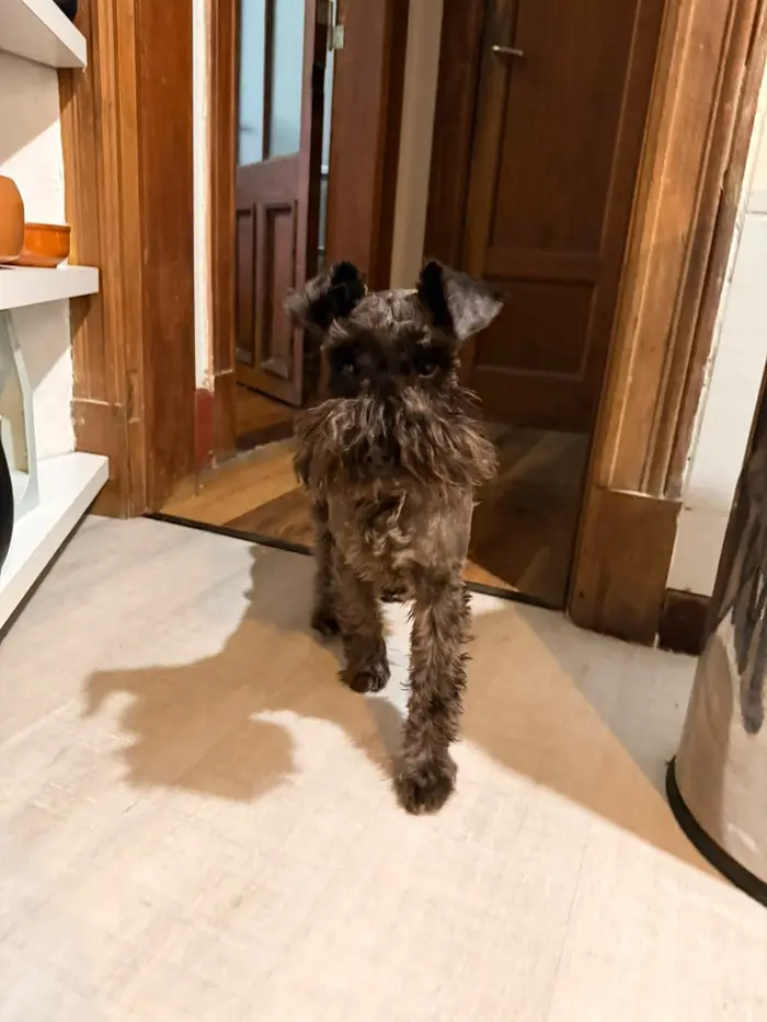 Foto del dueño de Otto 4