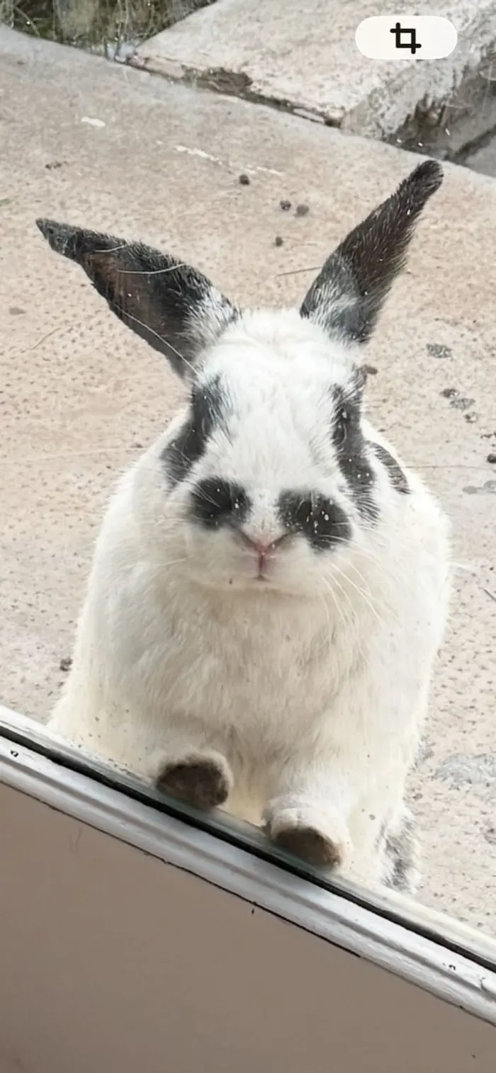 Foto del dueño de Matute, Rupert, Tilo 5