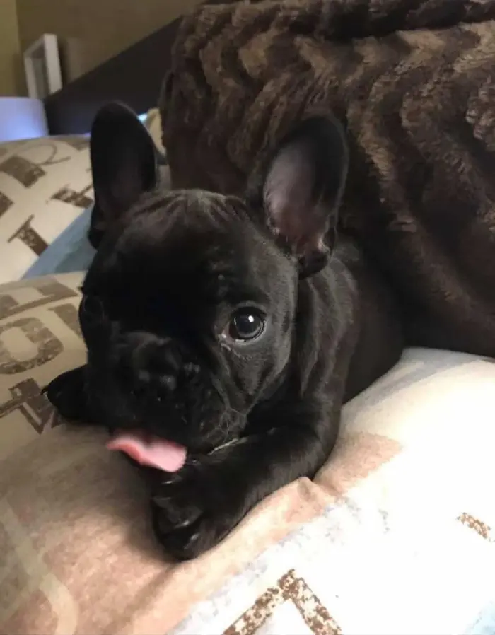 Foto del dueño de Coco 5