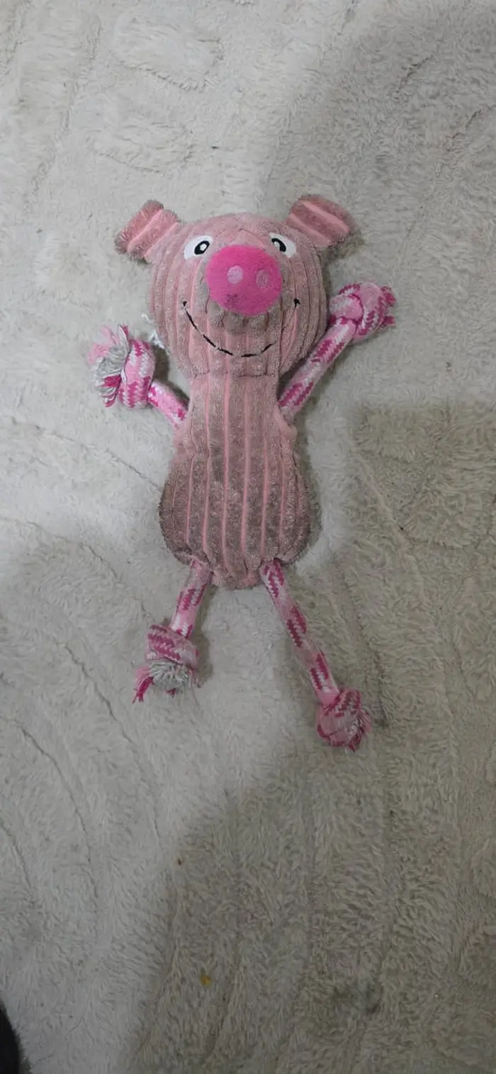 Foto del dueño de Dobby 6