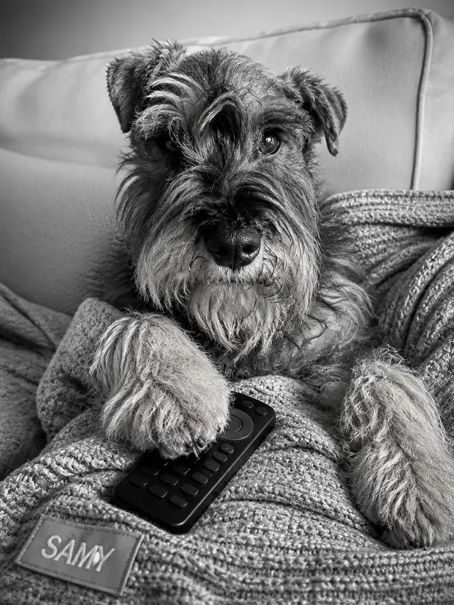 Un cuadro Barko colgado, foto 4